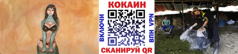 COCAIN Columbia  Среднеколымск 