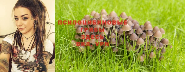 стаф Алзамай